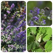 Katzenminze nepeta cataria gebraucht kaufen  Bayreuth
