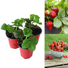 Strawberry flamenco fruit for sale  GLASGOW