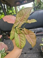 Syngonium pink podophyllum for sale  Englewood