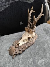 Rehbock trophäe rarität gebraucht kaufen  Weilheim an der Teck
