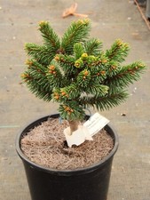 Picea abies biggy for sale  Silverton