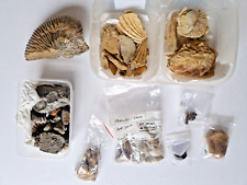 Large collection fossils for sale  THATCHAM