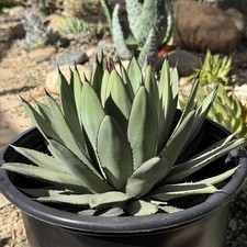 agave blue for sale agave blue for sale Fresno