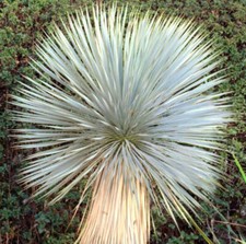 yucca rostrata usato yucca rostrata usato Napoli