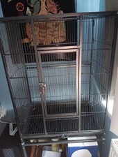Large flight bird for sale Large flight bird for sale  ROWLEY REGIS