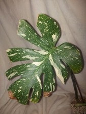 Monstera thai constellation gebraucht kaufen  Osterhofen