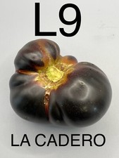 Graine seed tomate d'occasion  La Pacaudière