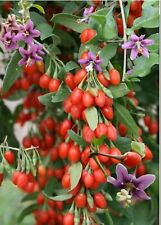 Red goji berry for sale  Houston