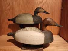 duck hens for sale  Braham