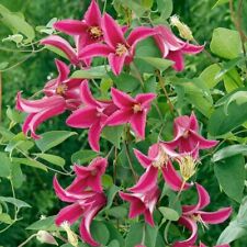 Clematis princess wales for sale  TYWYN