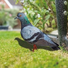 Realistic wild pigeon for sale  UK