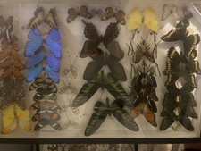 schmetterlinge sammlung gebraucht kaufen schmetterlinge sammlung gebraucht kaufen Möglingen