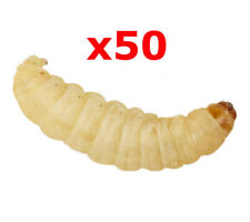Waxworms pre pack for sale  BASILDON