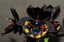 Orchidée catamodes dragons d'occasion  Paris XV