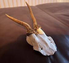 Roe deer skull for sale  BOSTON