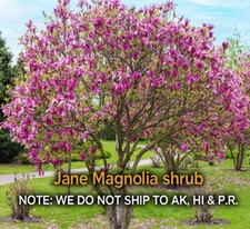 Jane magnolia shrub for sale  Mcminnville