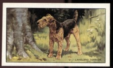 Tobacco card gallaher for sale  ASHFORD