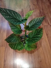 Begonia angel wing for sale  Ozawkie