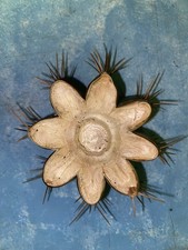 T.terscheckii talea 11cm usato  Siena