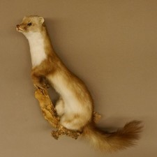 Steinmarder marder ast gebraucht kaufen  Nagel