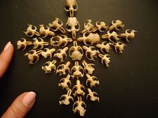 Broken rat skulls for sale  Masury