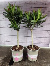 Nerium oleander mini for sale  HARLOW