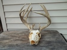 Point 156 whitetail for sale  South Fulton