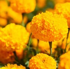200 mixed orange for sale  Holland
