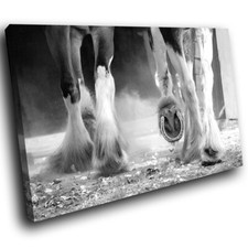 Black white horse for sale  STRABANE