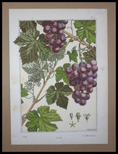 Verneuil vigne grasset d'occasion  Saint-Ouen