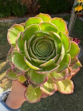Aeonium kaleidoscope variegate gebraucht kaufen  Gottmadingen