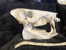 Javelina skull for sale  Benson