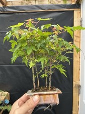 Mini dwarf japanese for sale  Wallkill
