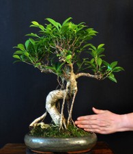 Bonsai chinesische feige gebraucht kaufen  Bielefeld