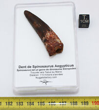 Dent dinosaure spinosaurus d'occasion  France