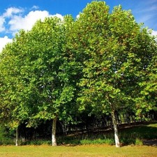 Ahornblättrige platane 120 gebraucht kaufen  Essen