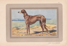 1931 greyhound dog for sale  BIDEFORD