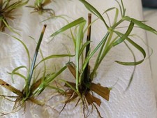 Xxl zyperngras bewurzelte gebraucht kaufen  Schwarzenberg