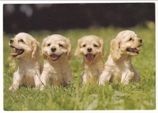 Hund hundepostkarte american gebraucht kaufen  Remseck am Neckar