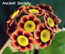 Primula auricula ancient for sale  CARNFORTH
