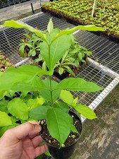 Peanut butter tree for sale  Groveland