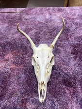 Tiny wild whitetail for sale  Ellis