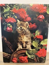 Springbok way cat for sale  Indianapolis