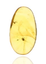Nematocera genuine fossil for sale  WALSALL
