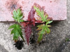 Japanese maple seedlings for sale  GLASGOW