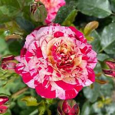 Edelrosen vielen sorten gebraucht kaufen  Elmshorn