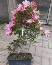 japanischer bonsai gebraucht kaufen japanischer bonsai gebraucht kaufen Völklingen