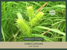 Carex lupulina hop for sale  Portville