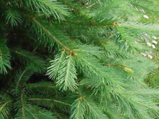 Pseudotsuga menziesii douglas for sale  CRANBROOK
