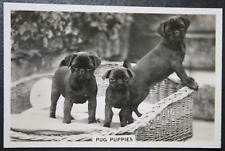 Pug puppies vintage for sale  DERBY
